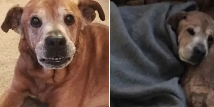 Zieke 17-jarige hond blijft net lang genoeg in leven om zijn babyzusje te ontmoeten 01