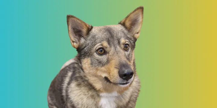 Zweedse Vallhund-hondenras-verzorging-gezin-sociaal-leven-fysieke-kenmerken-dieet-informatie