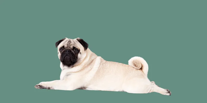 mopshond-hondenras-verzorging-gezin-sociaal-leven-fysieke-kenmerken-dieet-informatie