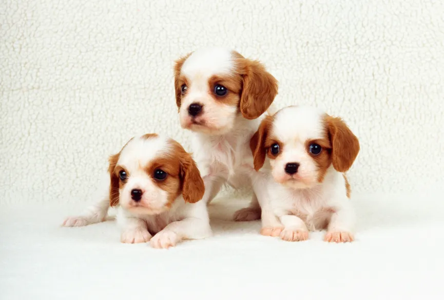three-puppys
