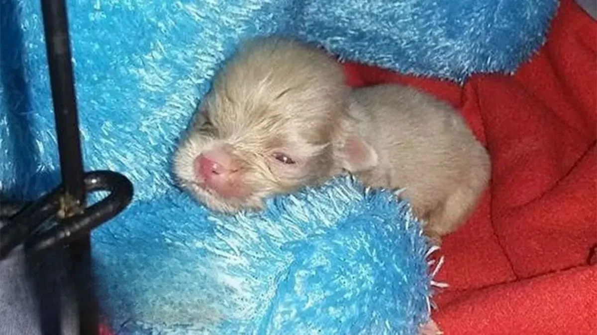 3-dagen oude albino puppy had geen enkele kans om te overleven en dit is hij nu 1