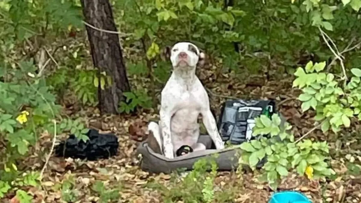 Achtergelaten pitbull wachtte wekenlang in het bos op een wonder Achtergelaten pitbull wachtte wekenlang in het bos op een wonder