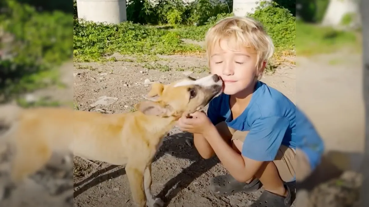 5-year-old boy hugs sweet puppies dumped under a bridge and asks his mother to rescue them 1