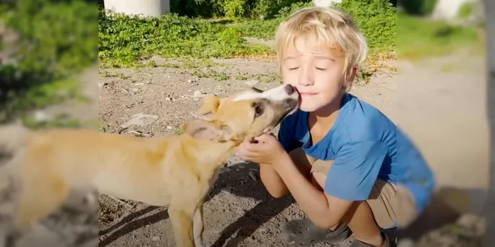 5-year-old boy hugs sweet puppies dumped under a bridge and asks his mother to rescue them 1