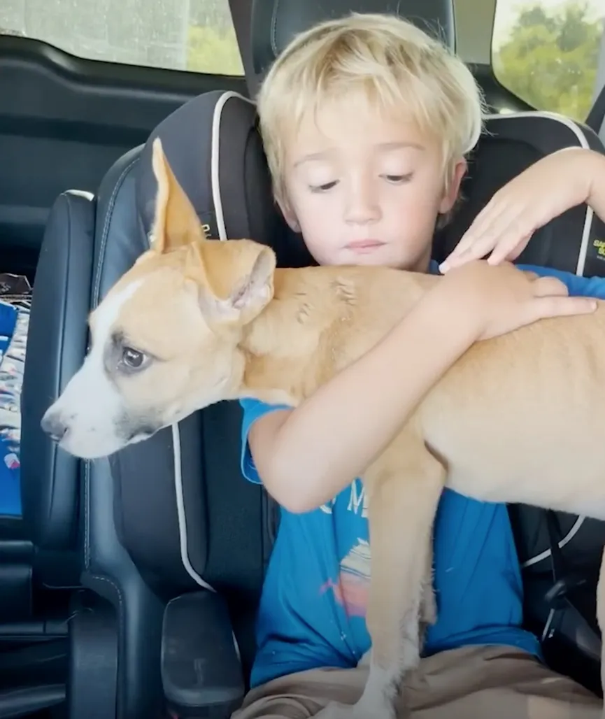 5-year-old boy hugs sweet puppies dumped under a bridge and asks his mother to rescue them 5