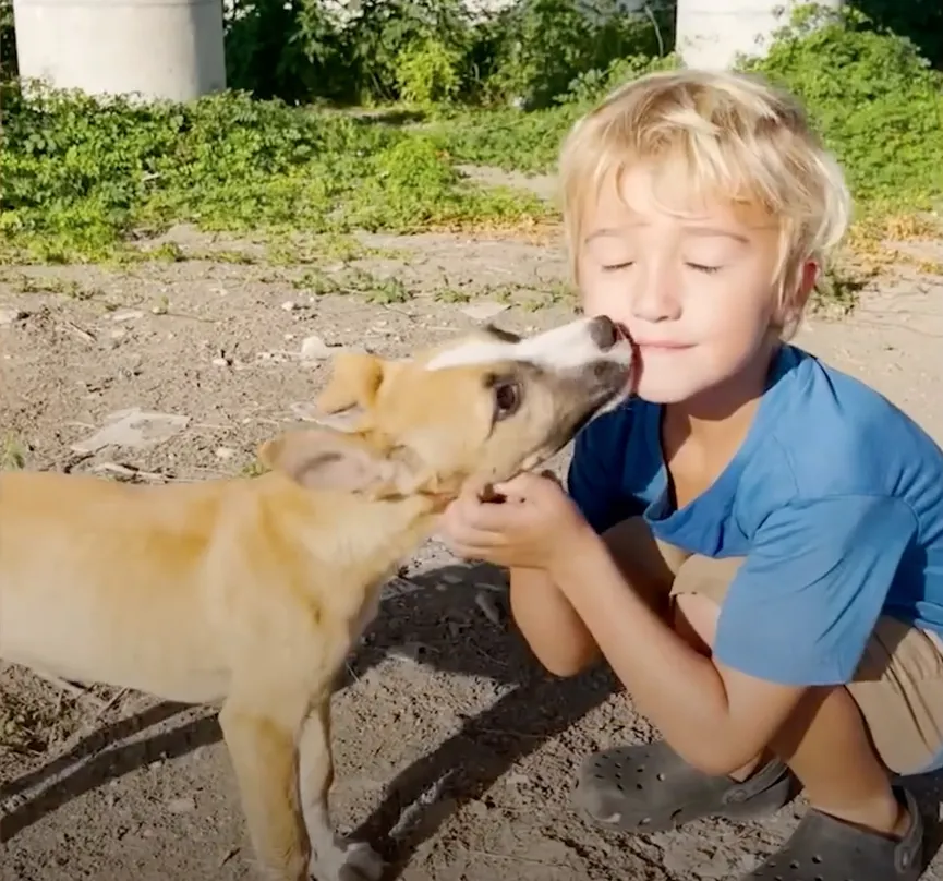 5-year-old boy hugs sweet puppies dumped under a bridge and asks his mother to rescue them 3