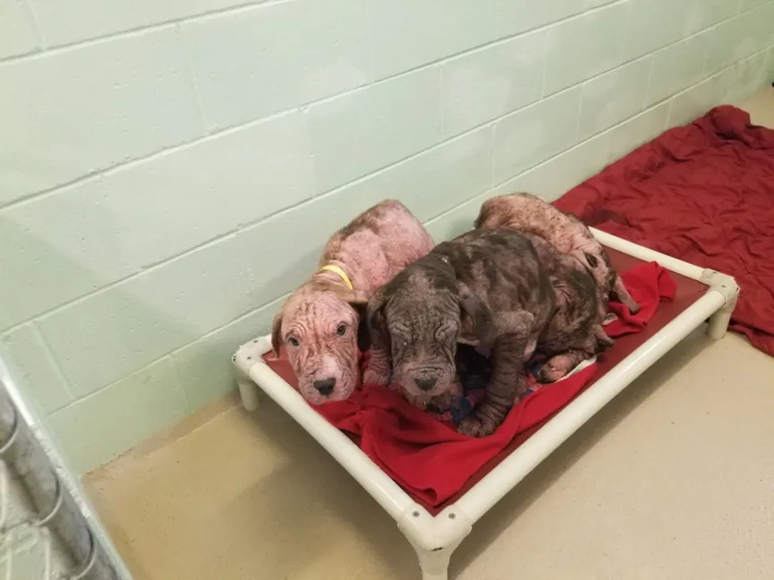 5 bald puppies found by the roadside greeted their rescuers with lots of kisses 2