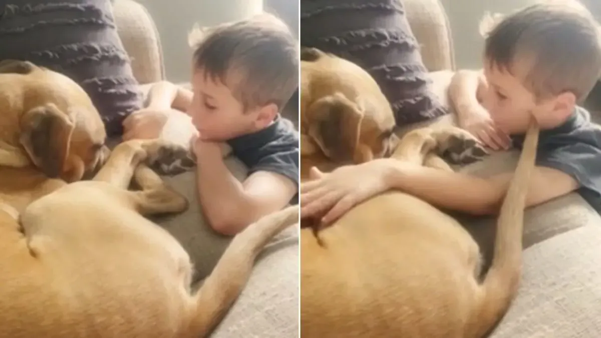 7-jarige jongen adopteert getraumatiseerde hond en stelt hem gerust- "We houden zoveel van je" 1