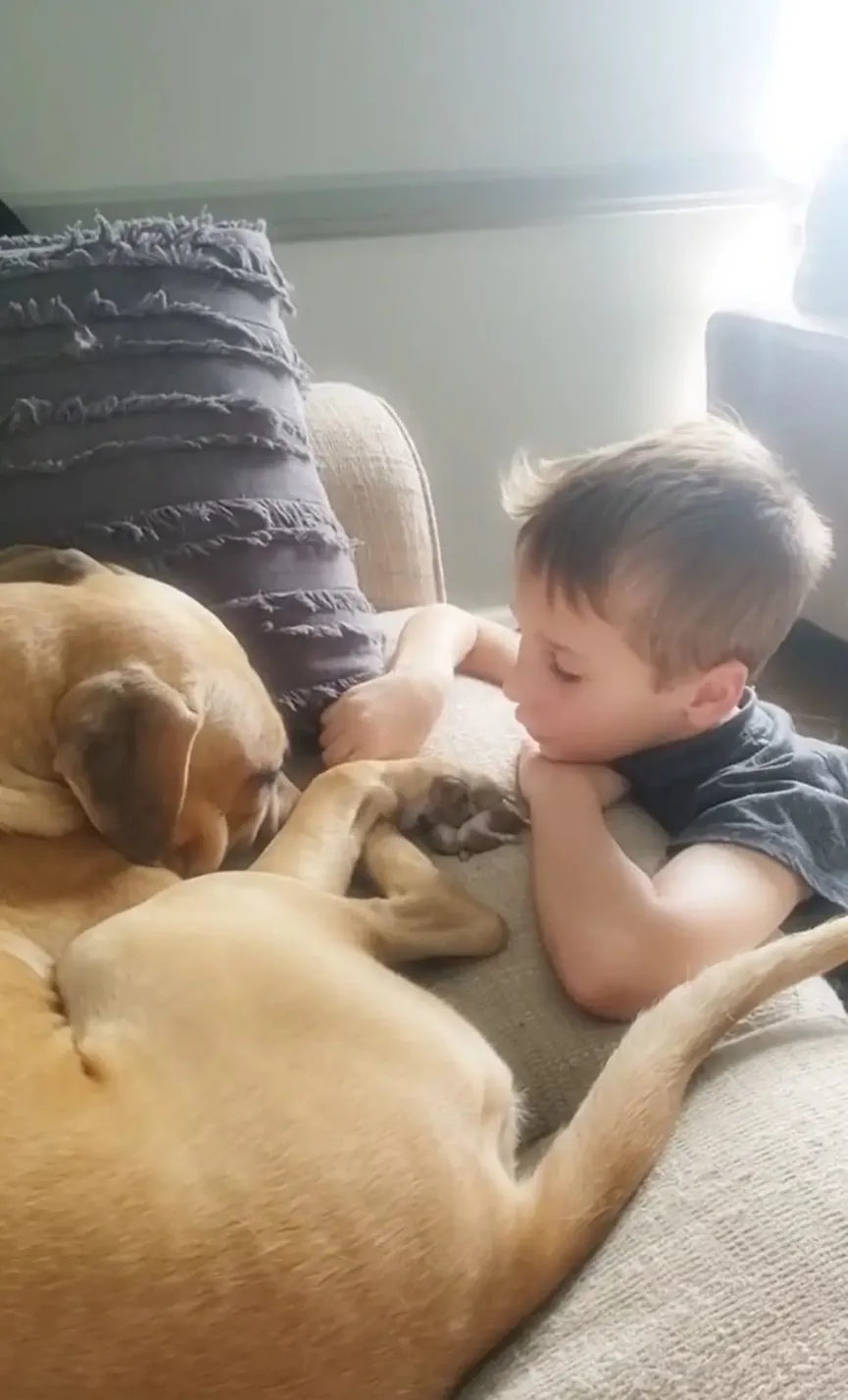 7-jarige jongen adopteert getraumatiseerde hond en stelt hem gerust- "We houden zoveel van je" 4