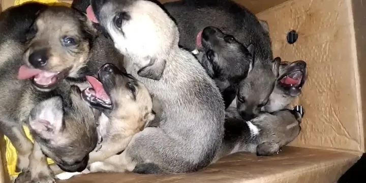 8 puppy's wreed achtergelaten in vuilnisbak krijgen tweede kans 1