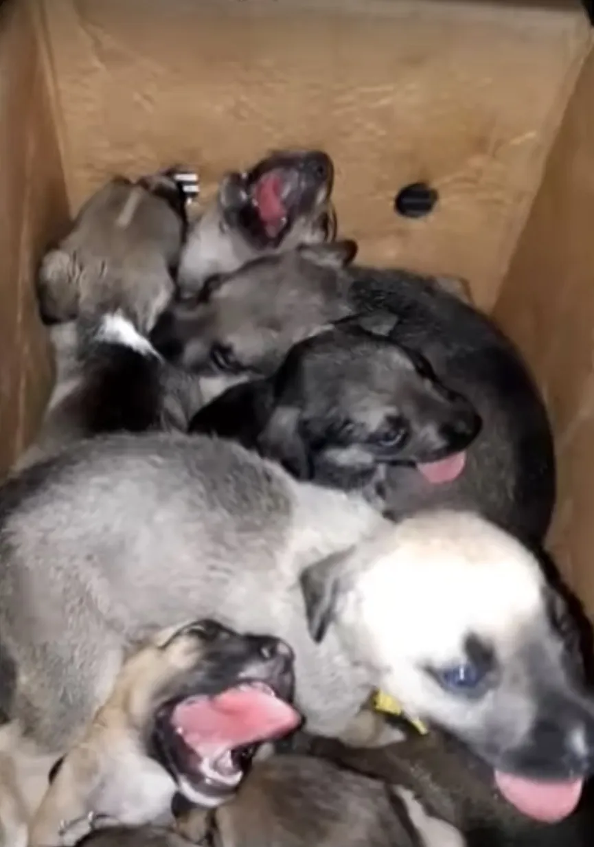 8 puppy's wreed achtergelaten in vuilnisbak krijgen tweede kans 2
