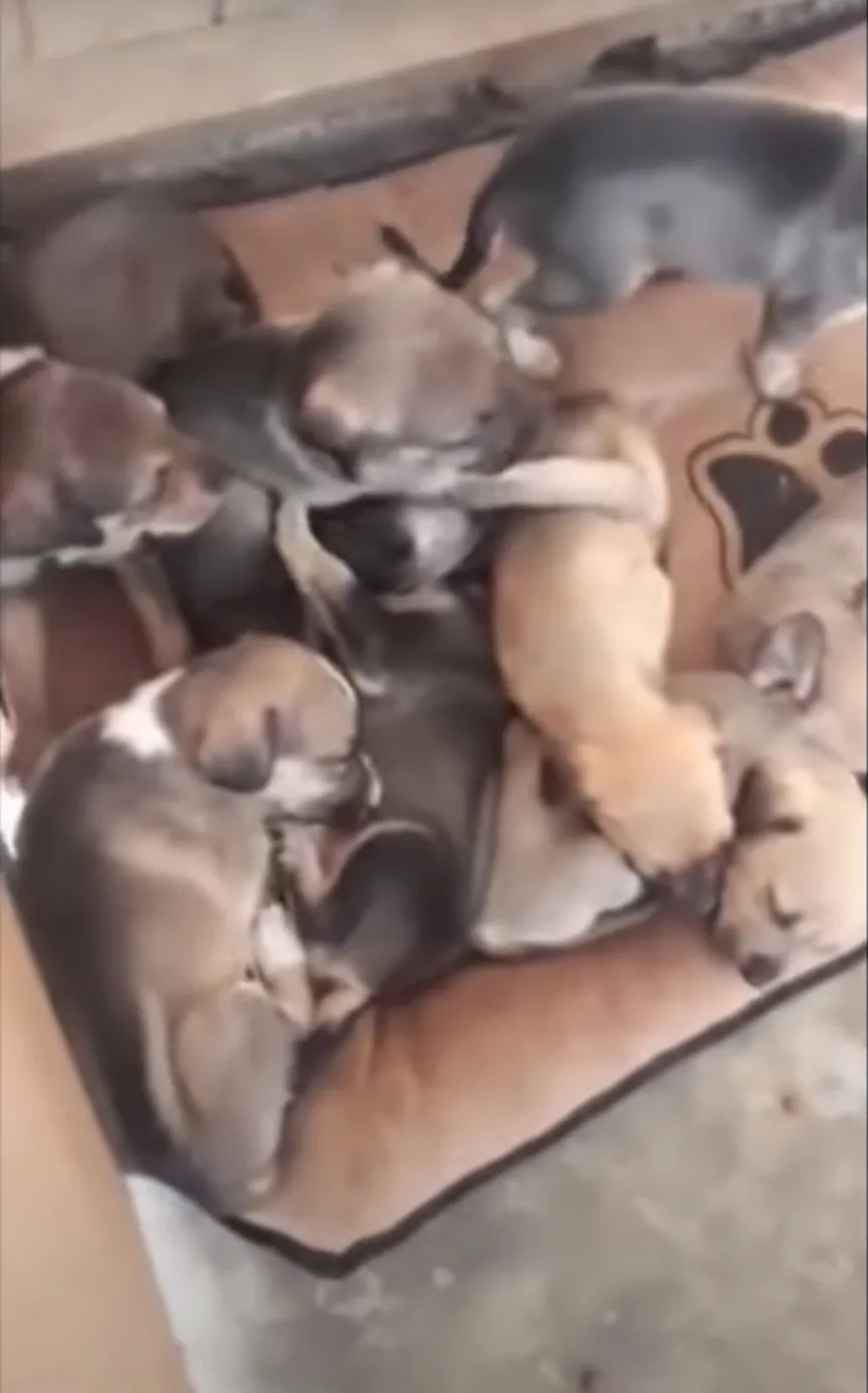 8 puppy's wreed achtergelaten in vuilnisbak krijgen tweede kans 5