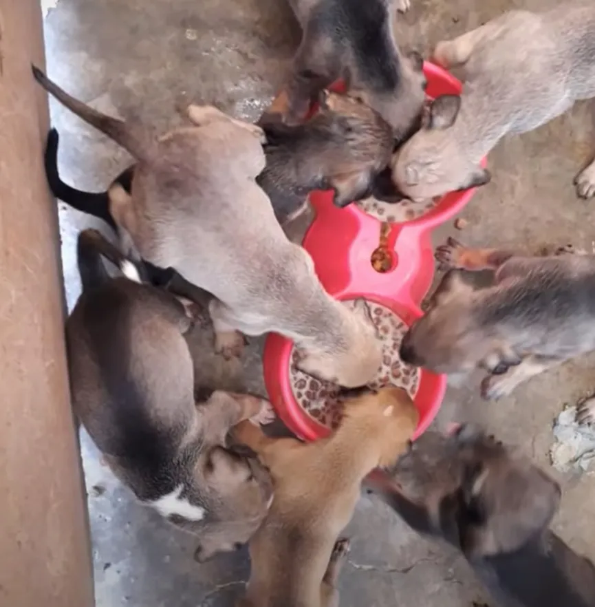 8 puppy's wreed achtergelaten in vuilnisbak krijgen tweede kans 4