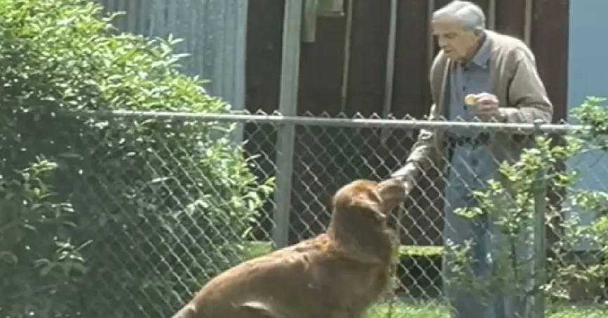 94-jarige opa heeft de liefste routine met de honden van zijn buren 3