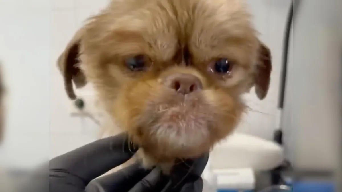 Abandoned puppy bursts into tears as he realizes he is being rescued 1