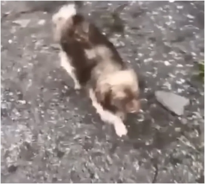 Abandoned puppy bursts into tears as he realizes he is being rescued 3