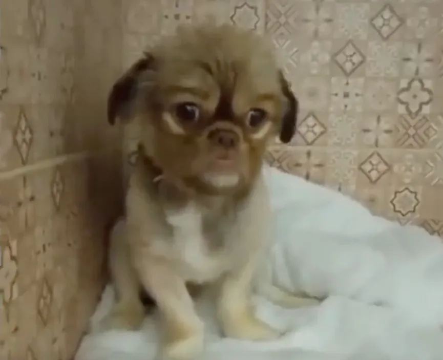 Abandoned puppy bursts into tears as he realizes he is being rescued 4