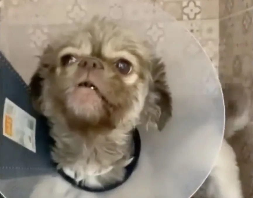 Abandoned puppy bursts into tears as he realizes he is being rescued 5