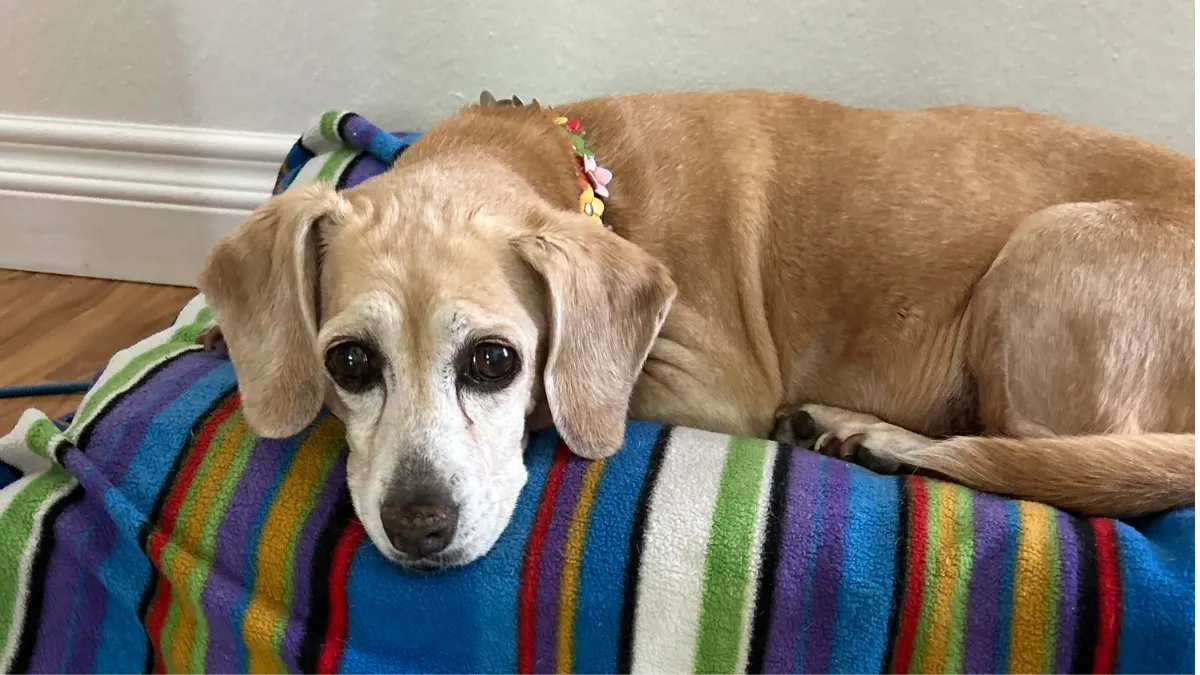 Achtergelaten Beagle met droevige ogen brengt laatste maanden door in liefdevol huis 1
