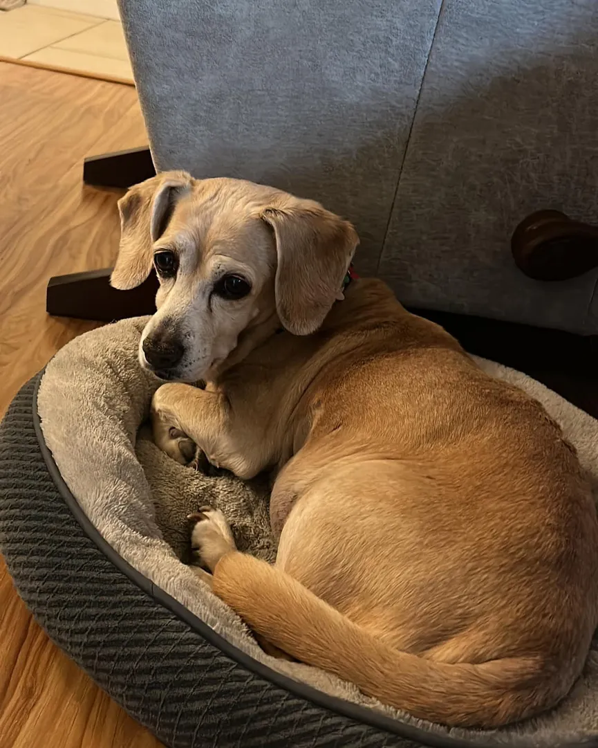 Achtergelaten Beagle met droevige ogen brengt laatste maanden door in liefdevol huis 4