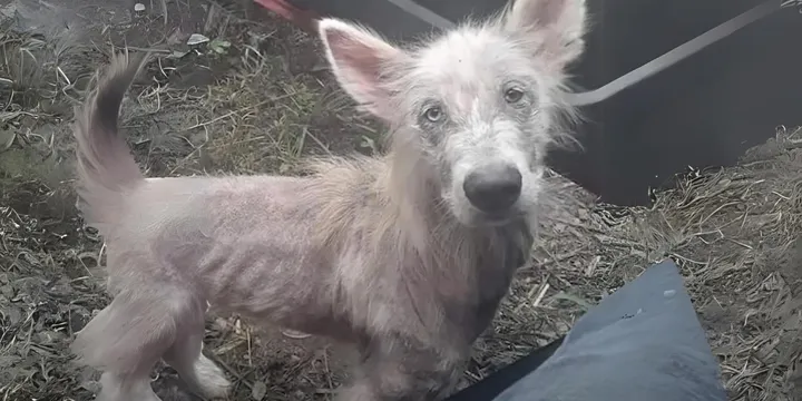 Achtergelaten en uitgehongerde hond benadert vrachtwagenchauffeur en smeekt om gered te worden 1