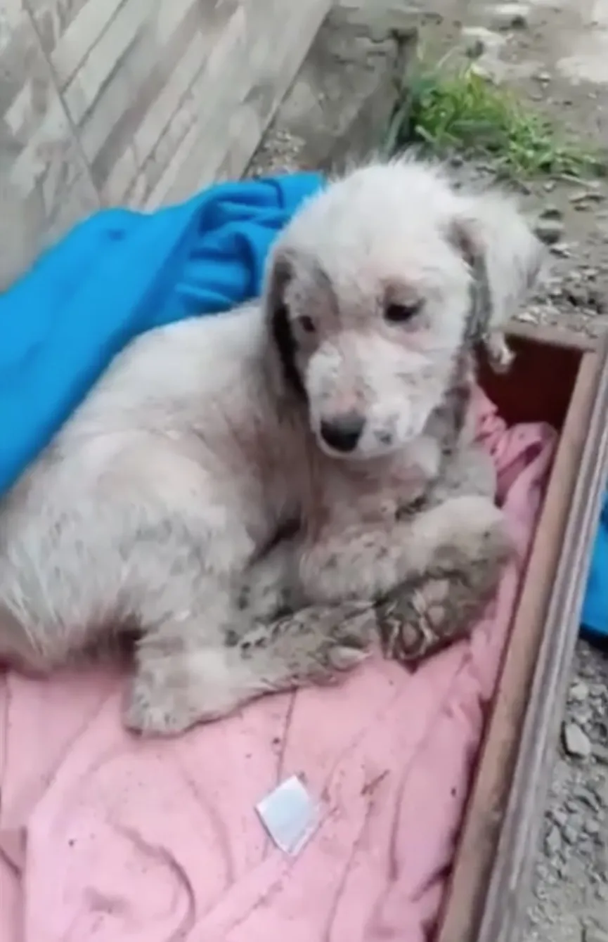 Achtergelaten puppy die 3 dagen in vrieskou heeft doorgebracht krijgt de hulp die ze nodig 2