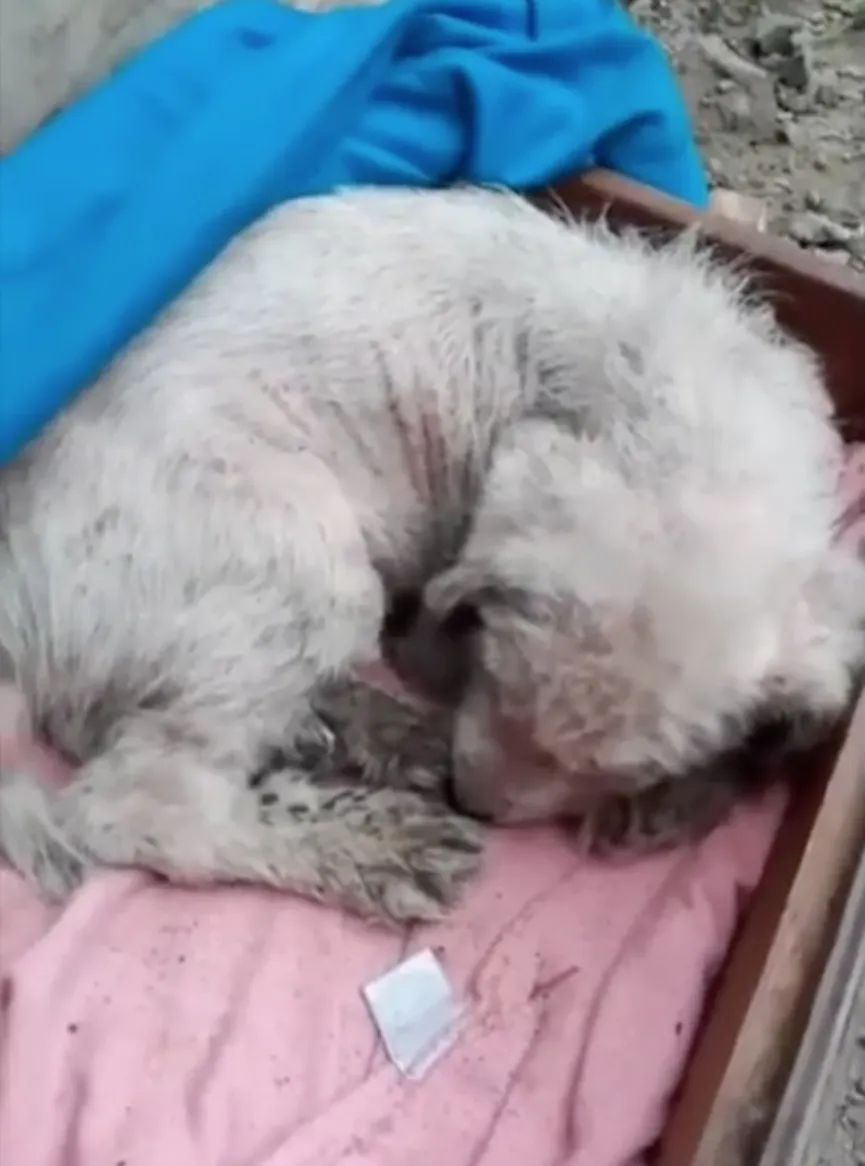 Achtergelaten puppy die 3 dagen in vrieskou heeft doorgebracht krijgt de hulp die ze nodig 3