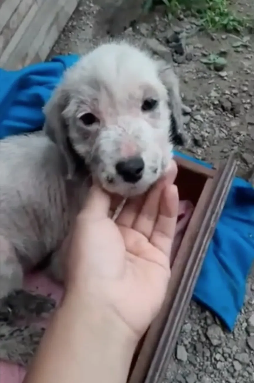 Achtergelaten puppy die 3 dagen in vrieskou heeft doorgebracht krijgt de hulp die ze nodig 4