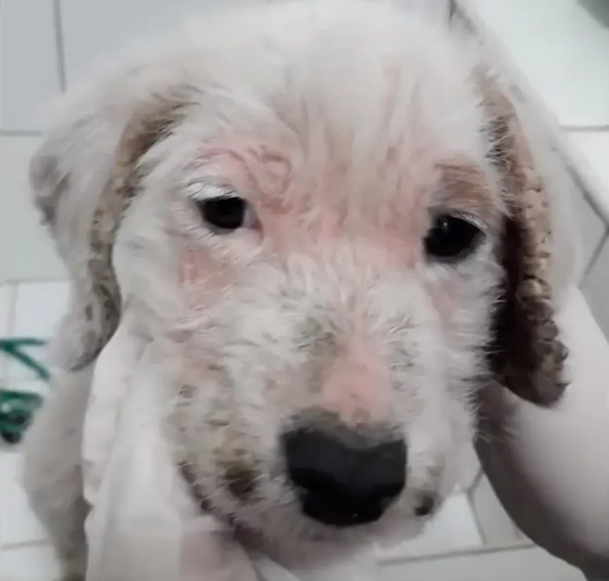 Achtergelaten puppy die 3 dagen in vrieskou heeft doorgebracht krijgt de hulp die ze nodig 5