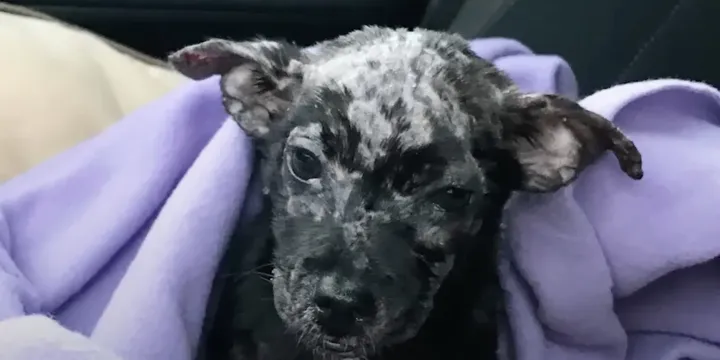 Achtergelaten puppy in een doos heeft een lieve glimlach 1