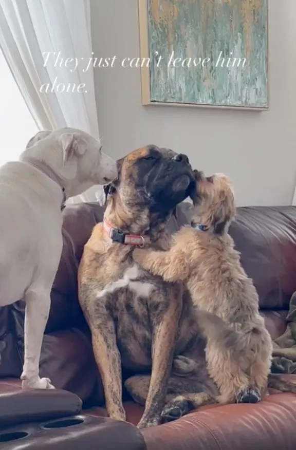 Angstige hond vindt troost bij zijn broer en zus 4
