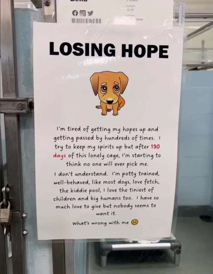 Asielhond verliest hoop na meer dan 100 dagen wachten op adoptie 4