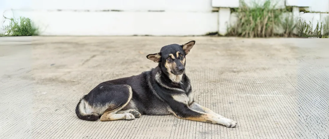 Australian Kelpie-hondenras-verzorging-gezin-sociaal-leven-fysieke-kenmerken-dieet-informatie