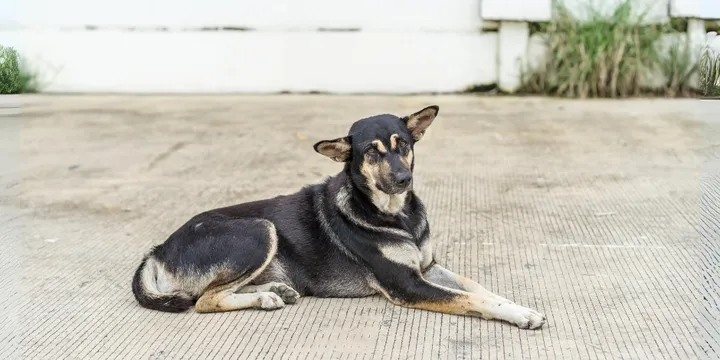 Australian Kelpie-hondenras-verzorging-gezin-sociaal-leven-fysieke-kenmerken-dieet-informatie