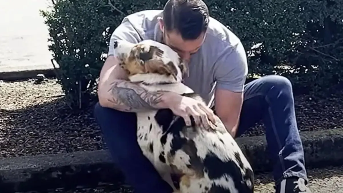Bange eenzame hond voelt zich eindelijk veilig nadat nieuwe vader hem knuffelt 1