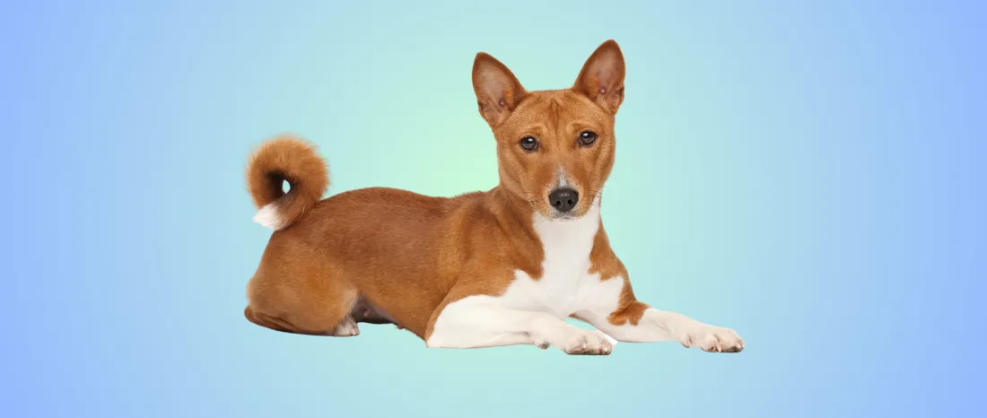 Basenji-hondenras-verzorging-gezin-sociaal-leven-fysieke-kenmerken-dieet-informatie