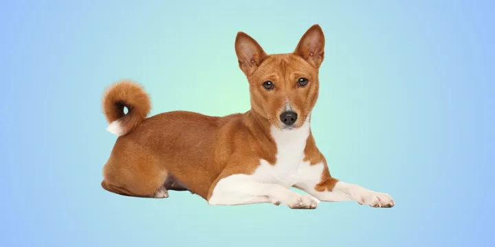 Basenji-hondenras-verzorging-gezin-sociaal-leven-fysieke-kenmerken-dieet-informatie