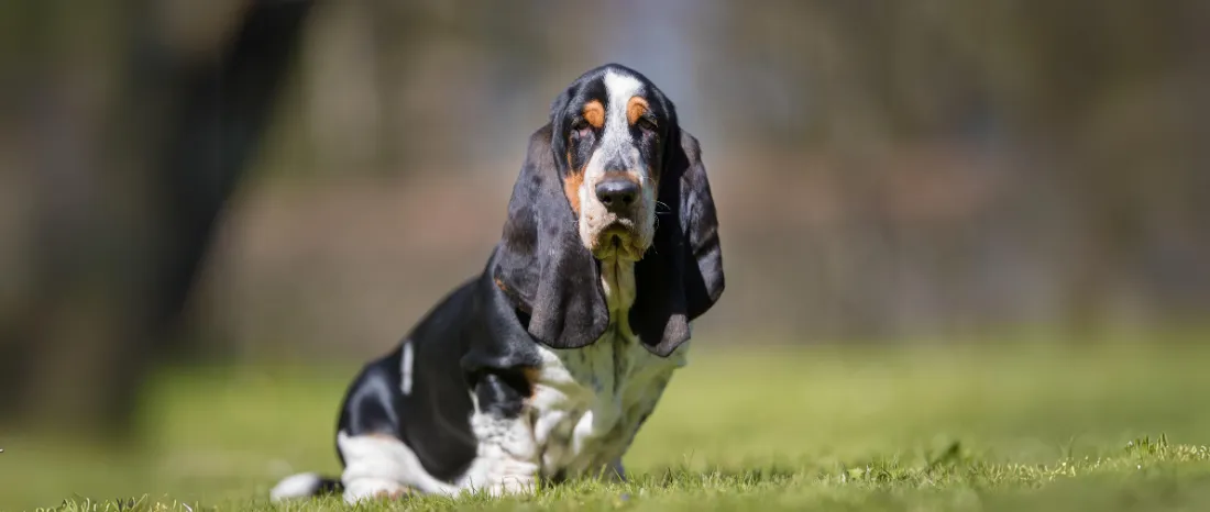 Basset hound-hondenras-verzorging-gezin-sociaal-leven-fysieke-kenmerken-dieet-informatie