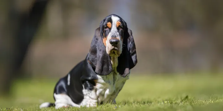 Basset hound-hondenras-verzorging-gezin-sociaal-leven-fysieke-kenmerken-dieet-informatie