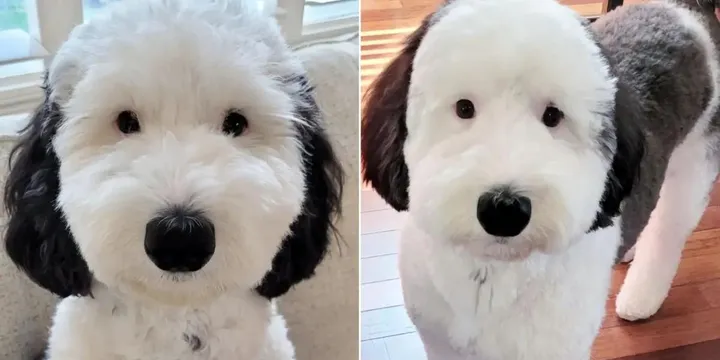 Bayley, de Mini Sheepadoodle lijkt erg op een bekend stripfiguur 1