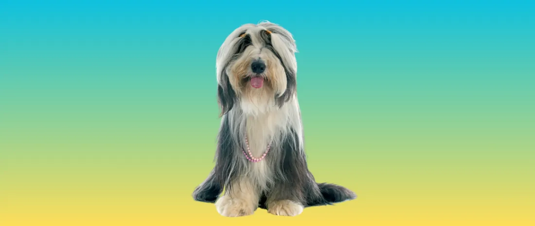 Bearded Collie-hondenras-verzorging-gezin-sociaal-leven-fysieke-kenmerken-dieet-informatie