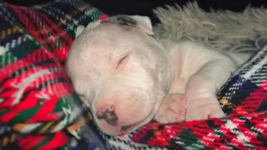 Blinde puppy werd bijna ingeslapen, maar een man met een goed hart voorkwam dat 2