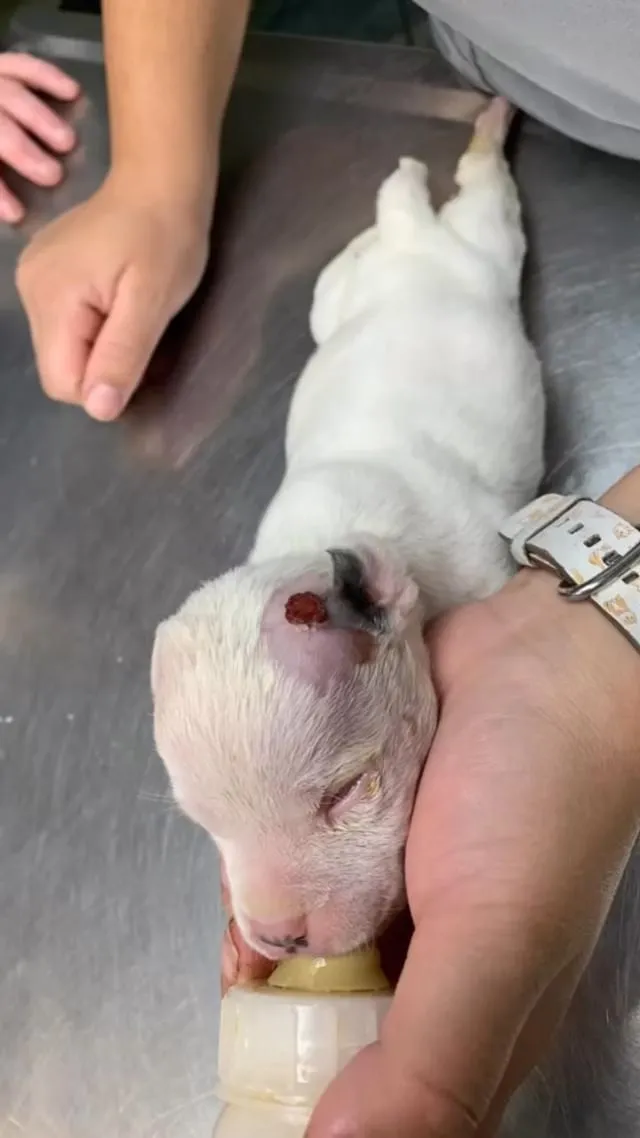 Blinde puppy werd bijna ingeslapen, maar een man met een goed hart voorkwam dat 3