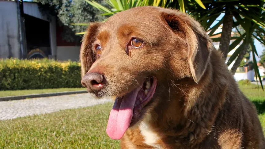 Bobi, de Oudste hond ter wereld op 31-jarige leeftijd overleden 3