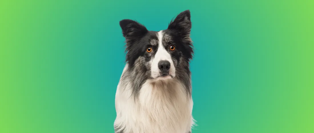 Border Collie-hondenras-verzorging-gezin-sociaal-leven-fysieke-kenmerken-dieet-informatie