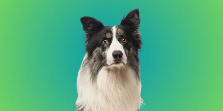 Border Collie-hondenras-verzorging-gezin-sociaal-leven-fysieke-kenmerken-dieet-informatie