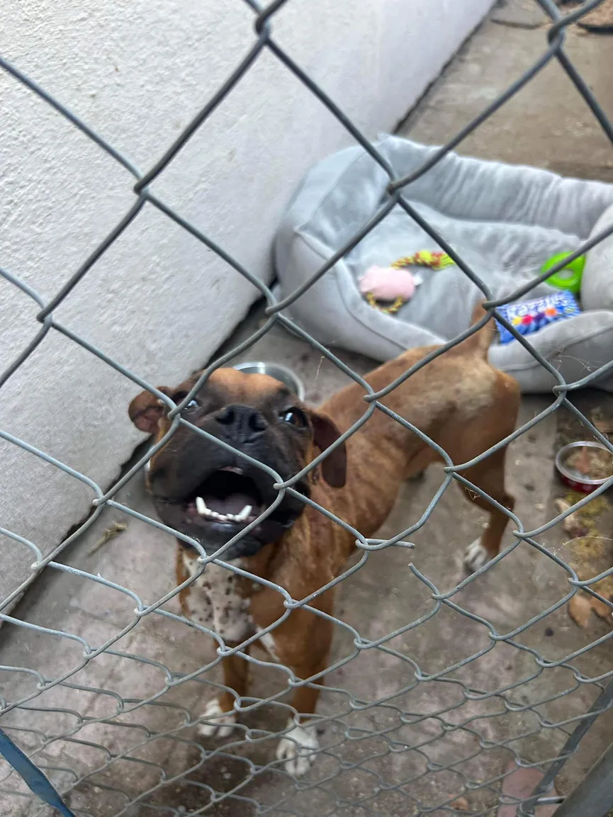 Boxer Puppy bedekt met teken zakt in elkaar op de oprit van een vreemde op zoek naar hulp 2