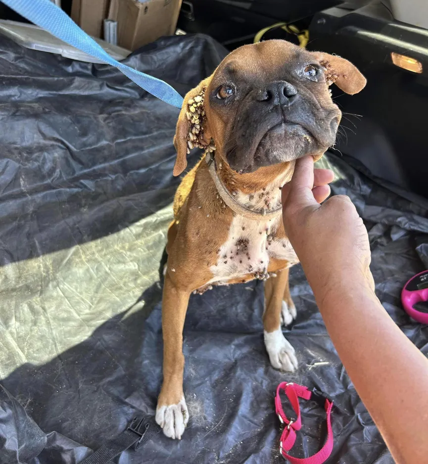 Boxer Puppy bedekt met teken zakt in elkaar op de oprit van een vreemde op zoek naar hulp 4