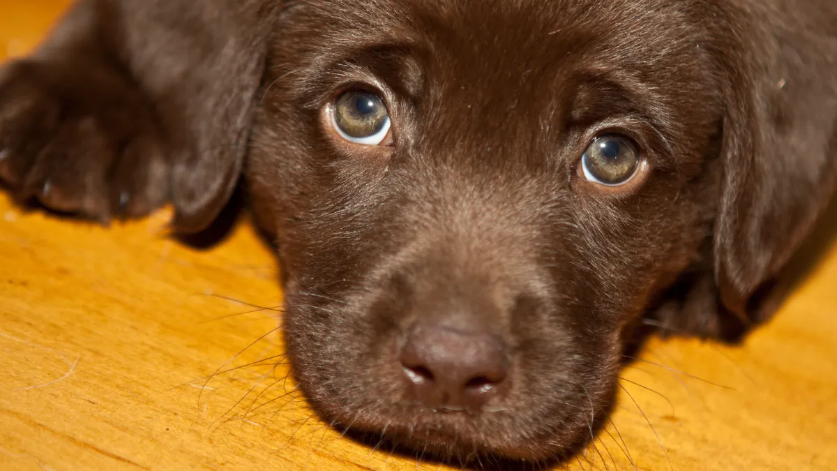 Bruine Labrador Puppy observeert vissen en steelt de harten van iedereen 1