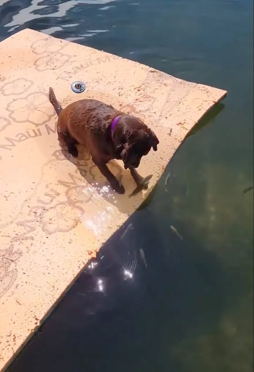 Bruine Labrador Puppy observeert vissen en steelt de harten van iedereen 3